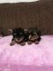 Yorkshire Terrier Puppies for sale in Dallas, North Carolina. price: NA