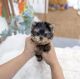 Yorkshire Terrier Puppies for sale in Chicago, Illinois. price: $400