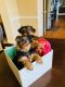 Yorkshire Terrier Puppies for sale in Allentown, Pennsylvania. price: $850