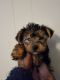 Yorkshire Terrier Puppies for sale in Dallas, Texas. price: $700