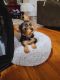 Yorkshire Terrier Puppies for sale in Creedmoor, North Carolina. price: $1,000