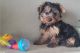 Yorkshire Terrier Puppies for sale in Baytown, Texas. price: $600