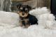 Yorkshire Terrier Puppies for sale in Charenton, Louisiana. price: $600