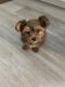 Yorkshire Terrier Puppies for sale in Salt Lake City, Utah. price: $550