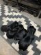 Yorkshire Terrier Puppies for sale in Norlina, NC 27563, USA. price: $1,000