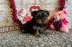 Yorkshire Terrier Puppies for sale in Jacksonville, Florida. price: $400