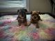 Yorkshire Terrier Puppies for sale in Lenoir City, Tennessee. price: $1,000