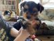 Yorkshire Terrier Puppies for sale in Buchanan, Tennessee. price: $1,500