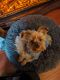 Yorkshire Terrier Puppies for sale in Pontiac, Illinois. price: $2,500
