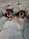 Yorkshire Terrier Puppies for sale in Wilmington, NC, USA. price: $100,000
