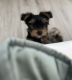 Yorkshire Terrier Puppies for sale in Peoria, AZ, USA. price: $2,000