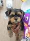 Yorkshire Terrier Puppies for sale in Brooklyn, New York. price: $500