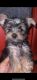 Yorkshire Terrier Puppies for sale in Lansing, Michigan. price: $800