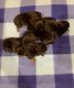 Yorkshire Terrier Puppies for sale in Sumrall, MS 39482, USA. price: $1,500