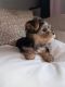 Yorkshire Terrier Puppies for sale in Lyons, Illinois. price: $1,800