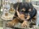 Yorkshire Terrier Puppies for sale in Manor, Texas. price: $2,499