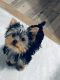 Yorkshire Terrier Puppies for sale in Fort Collins, Colorado. price: $1,000