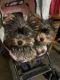 Yorkshire Terrier Puppies for sale in Dayton, Ohio. price: $800