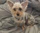 Yorkshire Terrier Puppies for sale in Mansfield, Texas. price: $200