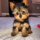 Yorkshire Terrier Puppies for sale in Adrian, Texas. price: $350