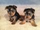 Yorkshire Terrier Puppies for sale in Albany, New York. price: NA