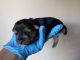 Yorkshire Terrier Puppies for sale in Newport News, Virginia. price: $1,600