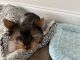 Yorkshire Terrier Puppies for sale in Greenville, South Carolina. price: $900