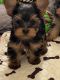 Yorkshire Terrier Puppies for sale in Fayetteville, NC, USA. price: $2,000