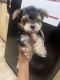 Yorkshire Terrier Puppies for sale in Santa Monica, CA, USA. price: $1,000