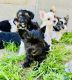 Yorkshire Terrier Puppies for sale in Dallas, Texas. price: $1,300