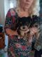 Yorkshire Terrier Puppies for sale in Hendersonville, North Carolina. price: $800