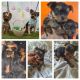 Yorkshire Terrier Puppies for sale in Fresno, California. price: NA