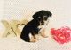 Yorkshire Terrier Puppies for sale in Fenton, Michigan. price: $400