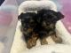 Yorkshire Terrier Puppies for sale in Capitol Heights, Maryland. price: NA