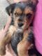 Yorkshire Terrier Puppies for sale in Manning, South Carolina. price: $1,000