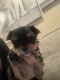 Yorkshire Terrier Puppies for sale in Riverside, CA, USA. price: $900