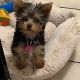 Yorkshire Terrier Puppies for sale in Miami, Florida. price: $1,500