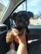 Yorkshire Terrier Puppies for sale in San Antonio, TX, USA. price: $1,000