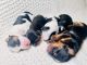 Yorkshire Terrier Puppies for sale in Miramar, FL, USA. price: $1,000