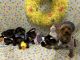 Yorkshire Terrier Puppies for sale in Pearland, Texas. price: $13,001,700