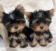 Yorkshire Terrier Puppies for sale in Dallas, Texas. price: $400