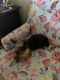 Yorkshire Terrier Puppies for sale in El Paso, Texas. price: NA