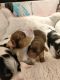 Yorkshire Terrier Puppies for sale in Denver, Colorado. price: $2,500