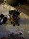 Yorkshire Terrier Puppies for sale in Brooklyn, New York. price: $2,500