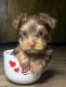 Yorkshire Terrier Puppies for sale in Price, Utah. price: $2,000