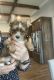 Yorkshire Terrier Puppies for sale in San Antonio, Texas. price: $850