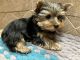 Yorkshire Terrier Puppies for sale in Tijeras, New Mexico. price: $1,300