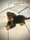 Yorkshire Terrier Puppies for sale in Chattanooga, TN, USA. price: $750