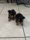 Yorkshire Terrier Puppies for sale in Albuquerque, New Mexico. price: $2,500