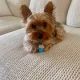 Yorkshire Terrier Puppies for sale in North Las Vegas, Nevada. price: $600